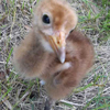 Crane chick #9-13