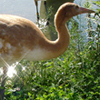 2013 DAR crane Fonzi