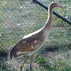 2013 DAR crane Hawkeye