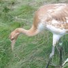 2013 DAR crane Klinger