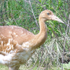2013 DAR crane Latka