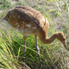 2013 DAR crane Mork