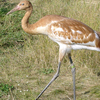2013 DAR crane Radar
