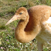 2013 DAR crane Squiggy