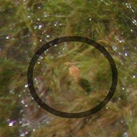 Wild-hatched baby W1-13 from an airplane view on July 23
