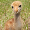 Crane chick #2-14