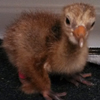 Crane chick #3-14