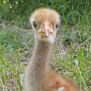 Crane chick #4-14
