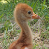 Crane chick #5-12