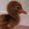 Crane chick #7-14
