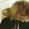Crane chick #8-14