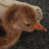 Crane chick #9-14