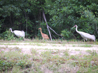 Wild-hatched crane chick W3-14 and parents in Wisconsin in July