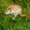 Crane 61-15 DAR