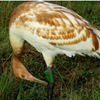 Crane 62-15 DAR