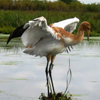 Crane 63-15 DAR