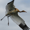 Crane 65-15 DAR