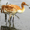 Crane 66-15 DAR