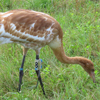 Crane 67-15 DAR