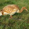 Crane 68-15 DAR