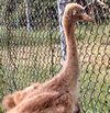 Whooping Crane Chick #10-15