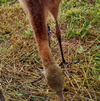 Whooping Crane Chick #11-15