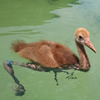Whooping Crane Chick #1-15