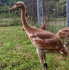 Whooping Crane Chick #2-15