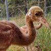 Whooping Crane Chick #6-15