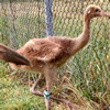 Whooping Crane Chick #8-15