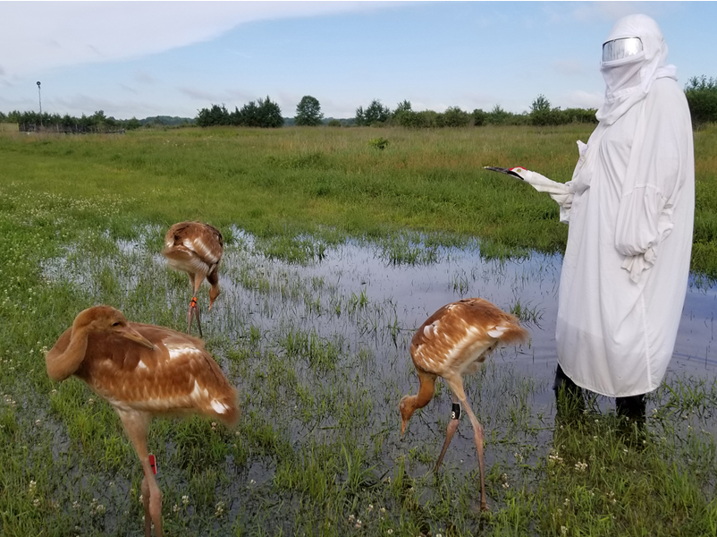 Journey North | Whooping crane