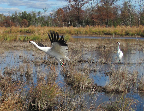 Whooping crane takes off from marsh