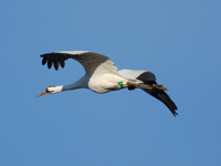 #28-05 in flight on the wintering grounds