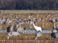 #28-05among sandhill cranes on her wintering grounds