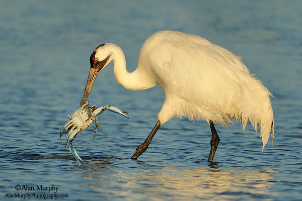 Whooping Crane eating crab by Alan Murphy
