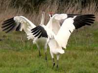Crane mates dancing to reinforce their pair bond