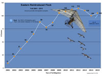 Population graph, Eastern Flock