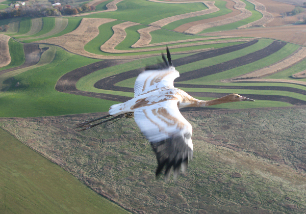 Whooping Cranes