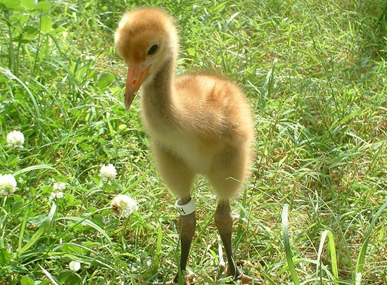 Whooping Crane Chick