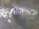 Bathing crane