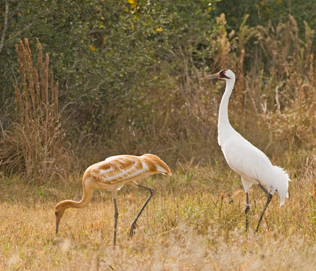 Whooping Crane