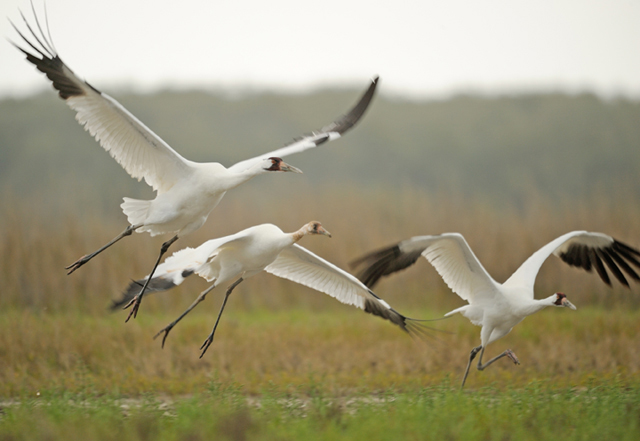 Whooping Cranes in flight by Klaus Nigge