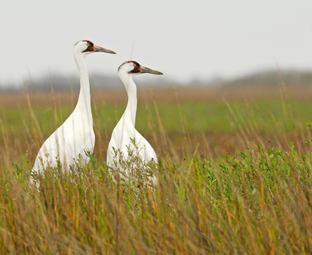 Whooping Cranes