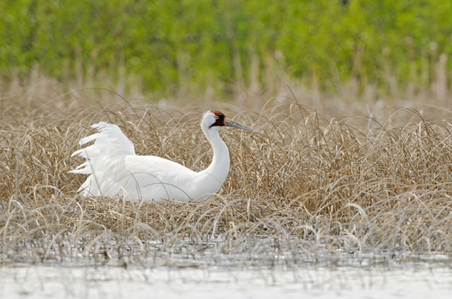 Whooping Crane sitting on nest by Klaus Nigge