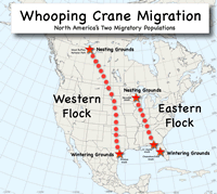 Whooping Crane Migration Map