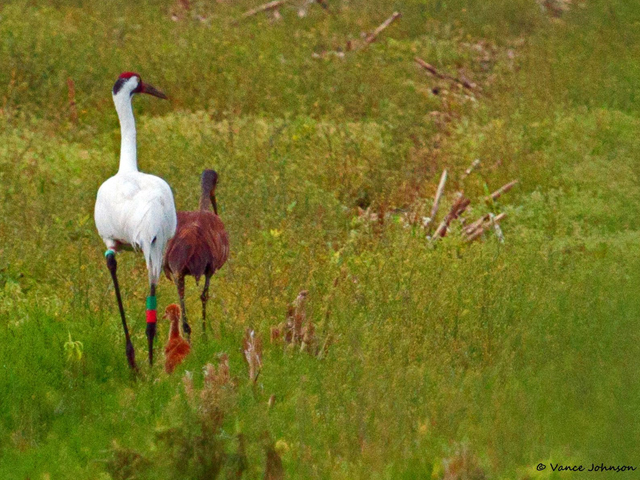 Whoophill chick (hybrid) and its Whooping Crane father and Sandhill Crane mother