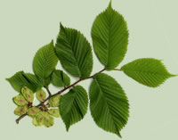 Elm leaves