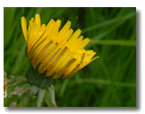 The phenology of a dandelion