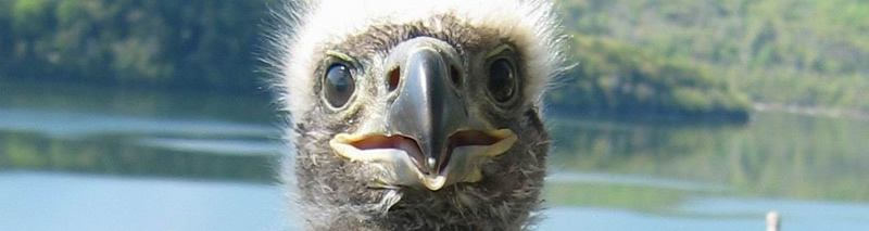 Baby eagle