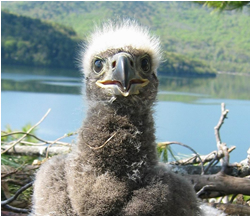 fledglings